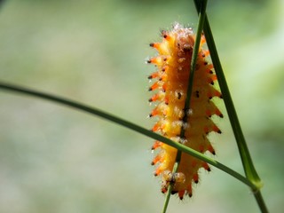 yellow caterpillar
