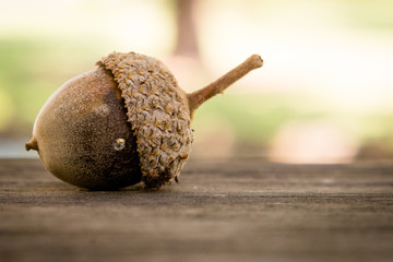 Acorn