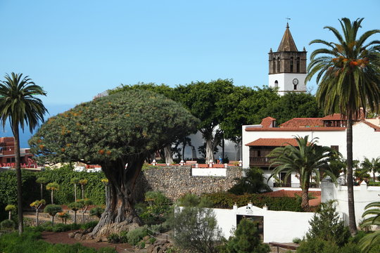 Dracaena draco
