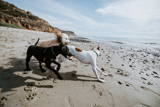 Dogs playing together at an ocean beach - Powered by Adobe