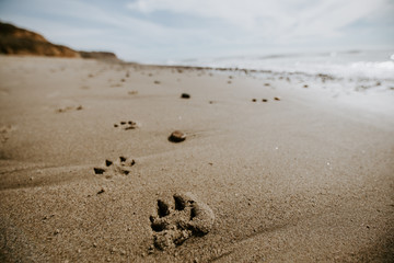 Dog Paw Prints in Ocean Sand