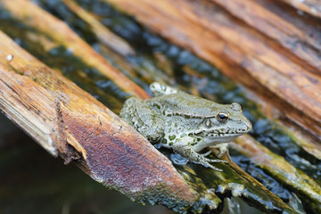 Lake frog (Pelophylax ridibundus, Rana ridibunda) in the gutter