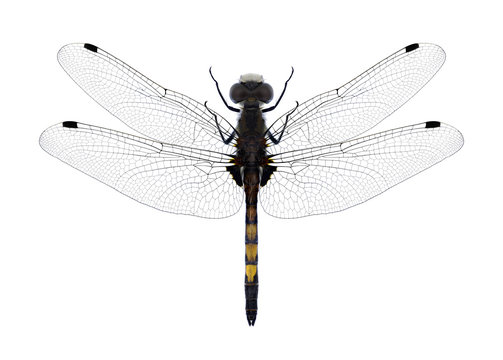 Dragonfly Leucorrhinia pectoralis on a white background