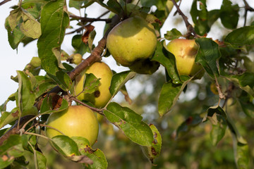 Bunch of green apples at the apple tree in the sun