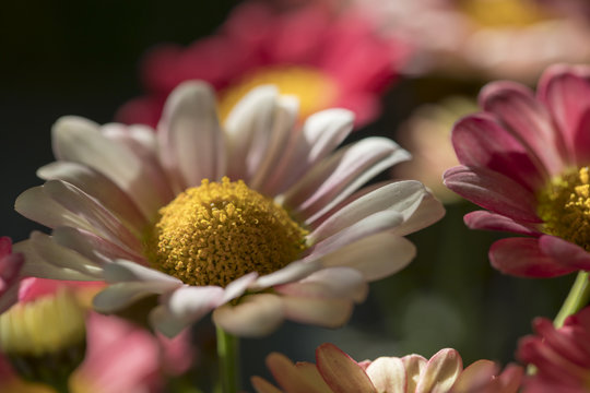 Pink Daisy , Flower