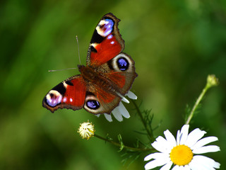 Fototapeta na wymiar the butterfly of peacock eye