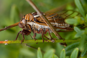 Cicada