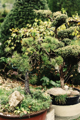 Fototapeta premium beautiful little trees bonsai variety on the yard, market and garden