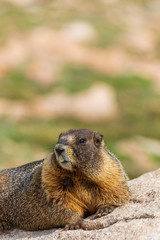 Yellow-bellied Marmot on a Rock