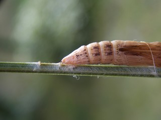 caterpillar like a larva
