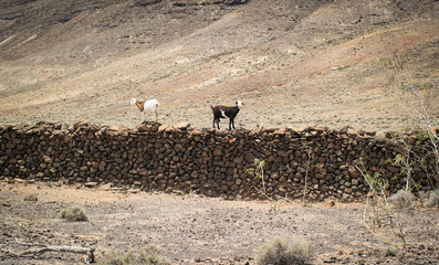 Ziegen auf einer Natursteinmauer auf Fuerteventura