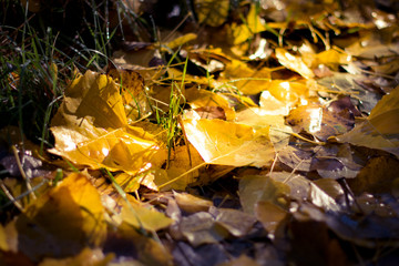 autumn leaves on sunset light