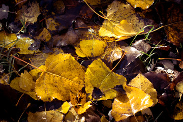 autumn leaves on sunset light