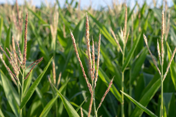 Blossoms of corn plants on an agriculture field 