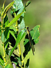 dragonfly on a twig