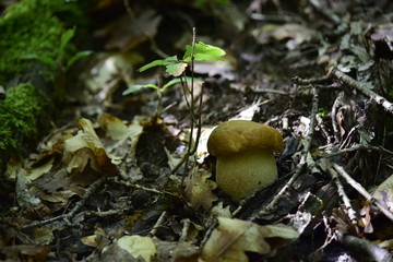 Boletus near small oak tree