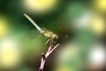 Dragonfly close-up. A close-up photo of a dragonfly sitting on a sheet.