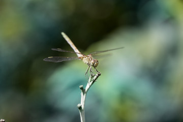 Dragonfly close-up. A close-up photo of a dragonfly sitting on a sheet.