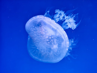 Naklejka na ściany i meble Glowing jellyfish under dark water