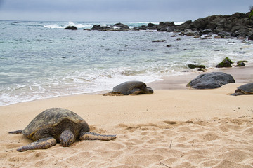 Sea Turtle Resting on the Beach