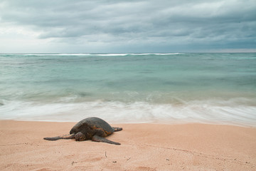 Resting Sea Turtle with Motion Blur Water