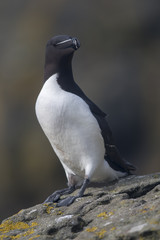 Razorbill (Alca torda) in profile