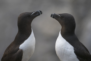 Razorbill (Alca torda), partners facing one another