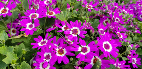 bright pink and white daisy plant in summer garden