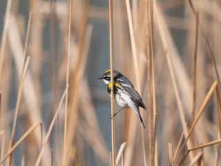 Yellow-Rumped Warbler