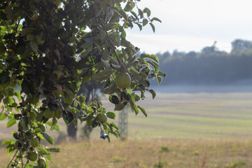 Apples hanging at the apple tree in front of a harvested field