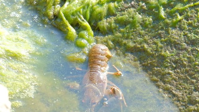 Movement of wild crayfish backwards. Algae and green mud on the stone and water.