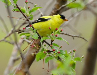 American Goldfinch