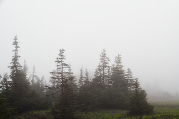Evergreens in a Fog