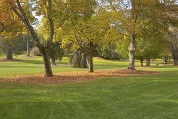 Naklejka premium Autumn in a park Tacoma WA.