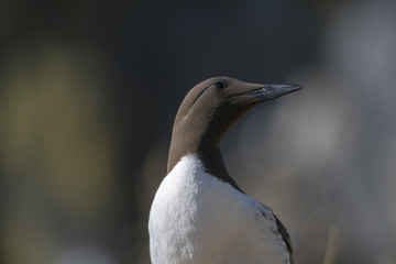 Profile of a Guillemot (Uria aalge)