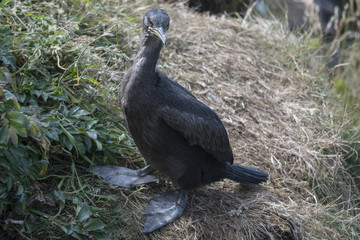 Juvenile Shag (Phalacrocorax aristotelis) 