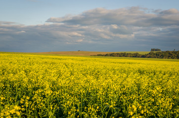 Obraz premium Beautiful canola plantation, yellow flower field in Brazil