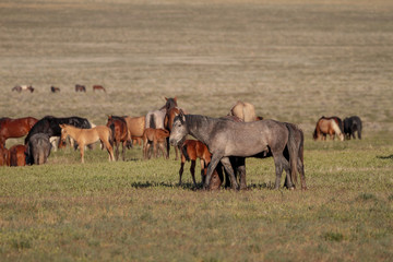 wild horses