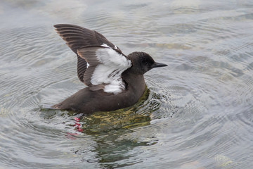 Black Guillemot (Cepphus grylle) swimming in oban harbour
