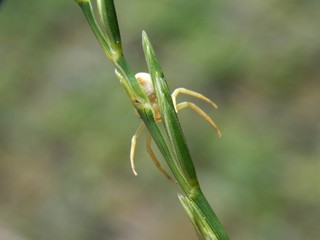 spider on grass