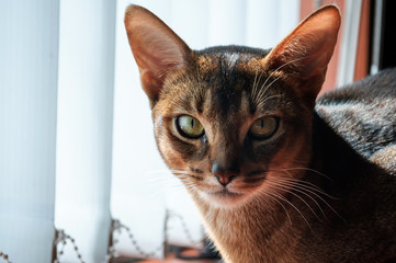 The insightful look of the Abyssinian cat.
