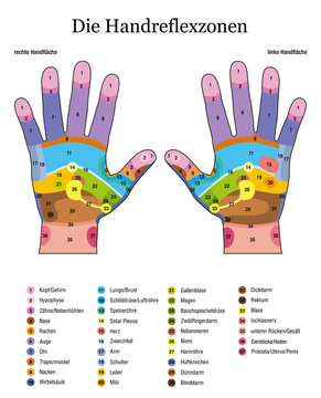 Hand reflexology. German language. Alternative acupressure and physiotherapy health treatment. Zone massage chart with colored areas. Numbering and listing of names of internal organs and body parts.