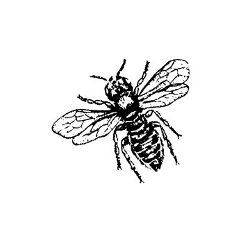 bee. vector illustration