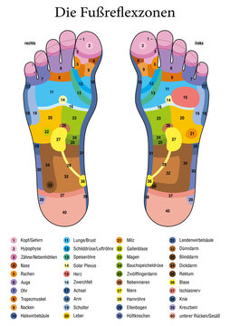 Foot reflexology. German names. Alternative acupressure and physiotherapy health treatment. Zone massage chart with colored areas. Numbering and listing of names of internal organs and body parts.