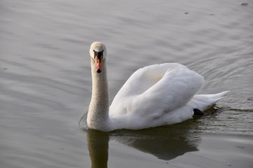 Swan in see