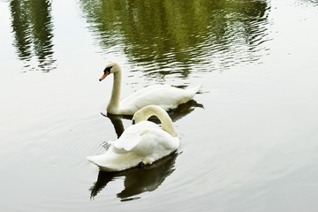 Obraz premium Two beautiful white swans swim across the lake on a warm summer day one after another
