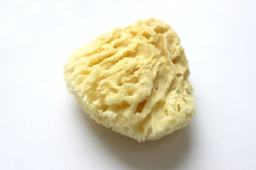Natural yellow marine sponge isolated on white background