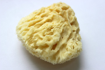 Natural yellow marine sponge isolated on white background