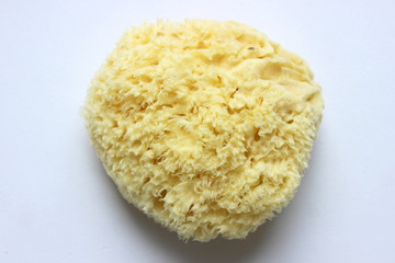 Natural yellow marine sponge isolated on white background
