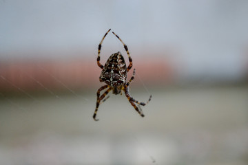 Spider eating a fly on his web. European garden spider, diadem spider, cross spider , crowned orb weaver, araneus diadematus